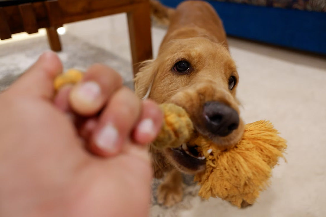 Waarom kauwen essentieel is voor de mondhygiëne van je hond
